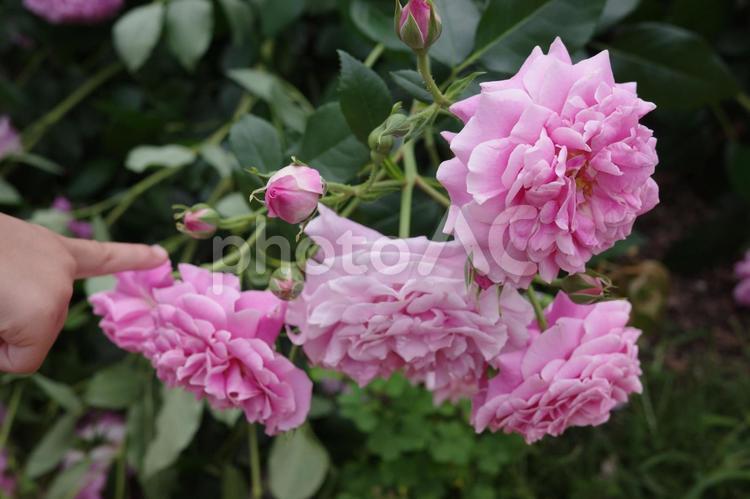 薔薇の花を指さす子どもの指 薔薇,バラ,ばらの写真素材