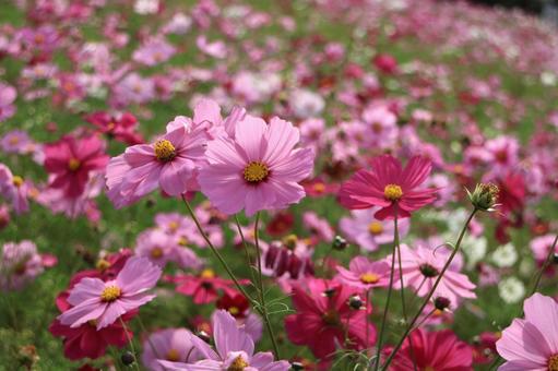 Cosmos, JPG