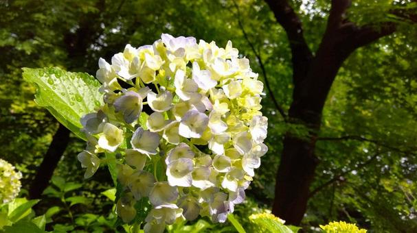 after the rain, JPG