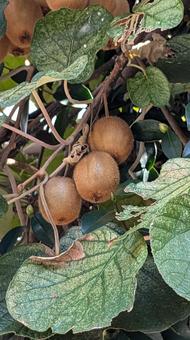 キウイフルーツ キウイフルーツ,キウイ,果物の写真素材