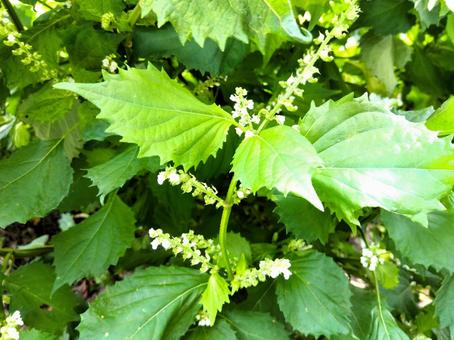紫蘇の花 紫蘇の花 シソ,花,紫蘇の写真素材