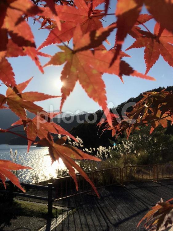 紅葉と相模湖 紅葉,もみじ,モミジの写真素材
