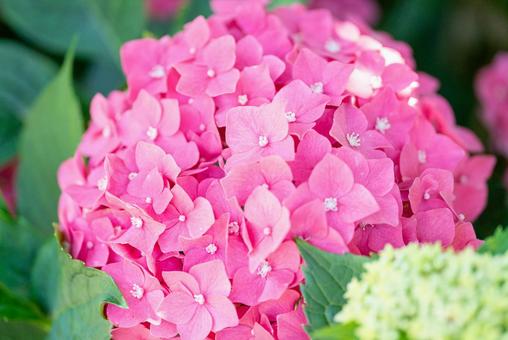 満開のピンク色アジサイ 満開のピンク色アジサイ アジサイ,紫陽花,花の写真素材