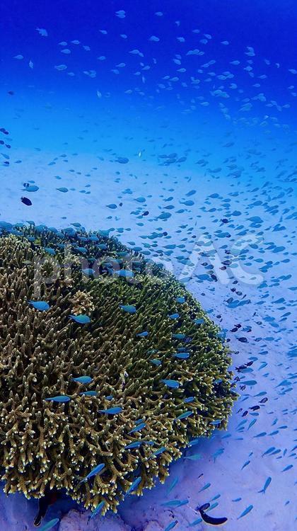 デバスズメダイの幼魚が泳ぐ阿嘉島の海 デバスズメダイ,スズメダイ,タイの写真素材