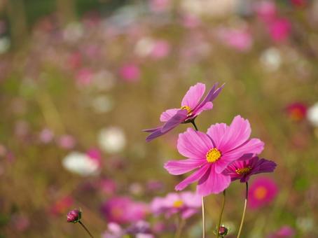 コスモス コスモスの写真