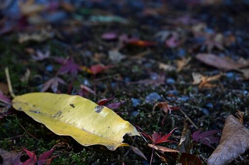 秋の落ち葉と苔 自然,風景,秋の写真素材