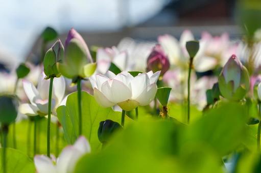 陽光を浴びる白い蓮の花 陽光を浴びる白い蓮の花 蓮,花,花びらの写真素材
