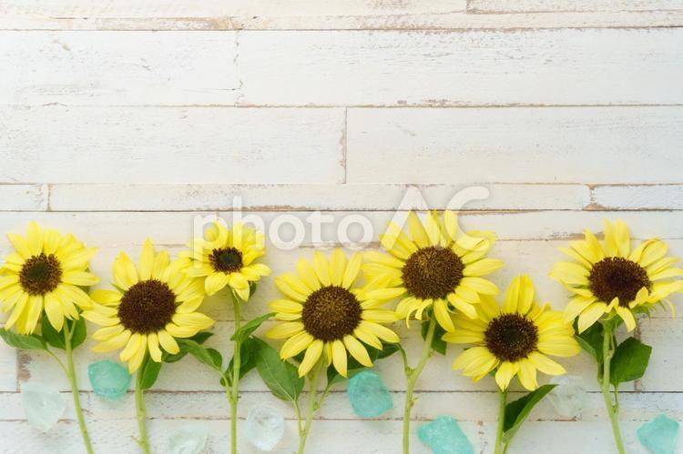 白い木目とひまわりの花の背景 ひまわり,夏,木目の写真素材