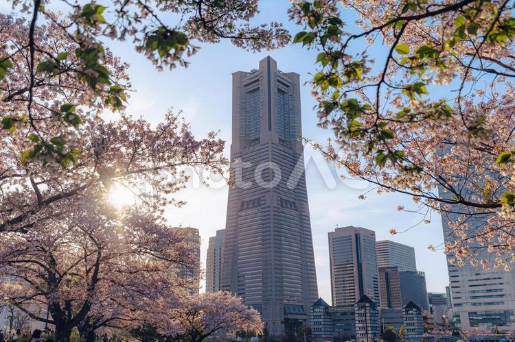 ランドマークタワーと桜 みなとみらい,桜,さくらの写真素材