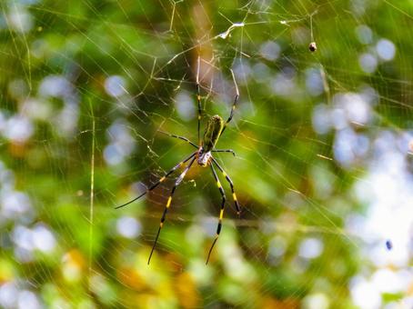 蜘蛛の巣を張るジョロウグモ 蜘蛛の巣を張るジョロウグモ ジョロウグモ,生き物,蜘蛛の写真素材