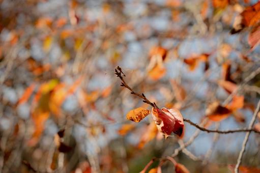 紅葉 長谷寺,落ち葉,紅葉の写真素材