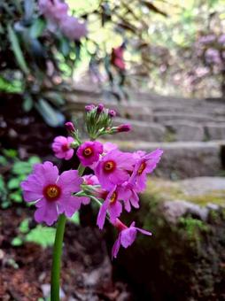 初夏の長谷寺 初夏の長谷寺の写真