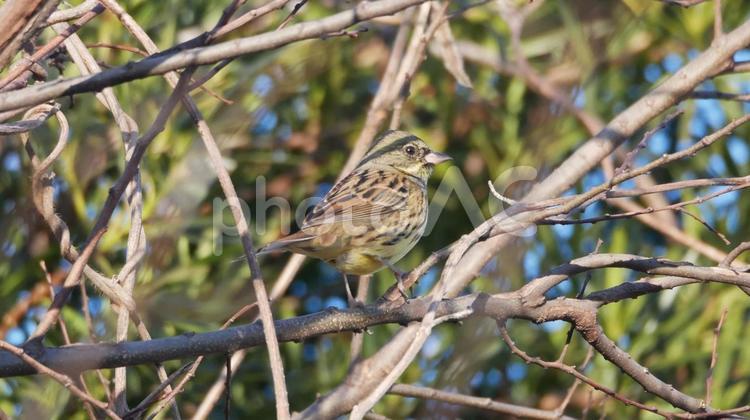 藪の背景に染まるかわいい小鳥　アオジ アオジ,野鳥,小鳥の写真素材