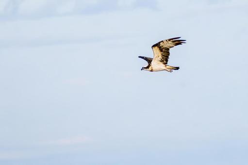 ミサゴ(129)の写真