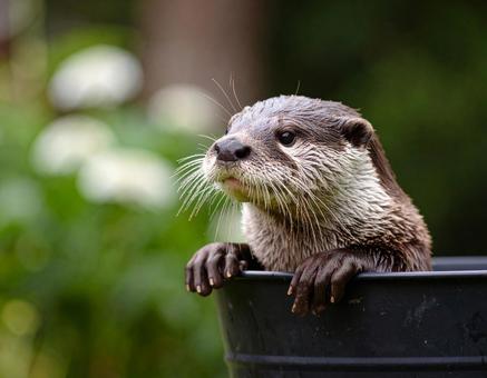 カワウソ カワウソの写真