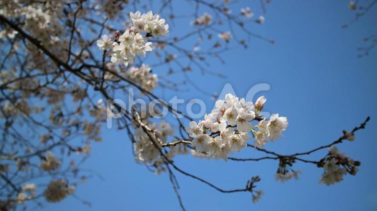 青空の下の桜 サクラ,春,ピンクの写真素材
