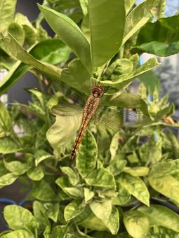 レモンの葉にとまるトンボの写真