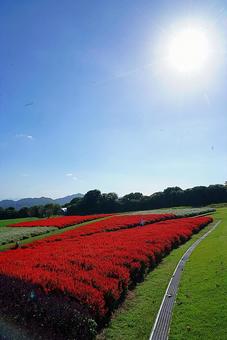 淡路島　あわじ花さじき80　サルビア 兵庫県,あわじ花さじき,サルビアの写真素材