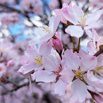 Photo, sargent cherry (prunus sargentii), cherry blossoms, hokkaido, 