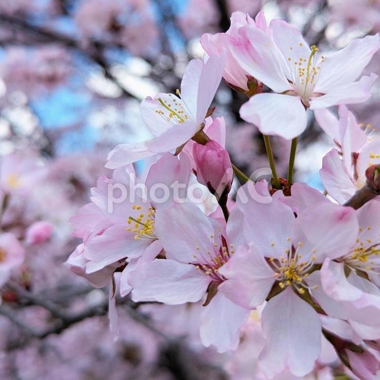 北海道　五月　えぞやまざくら えぞやまざくら,桜,北海道の写真素材