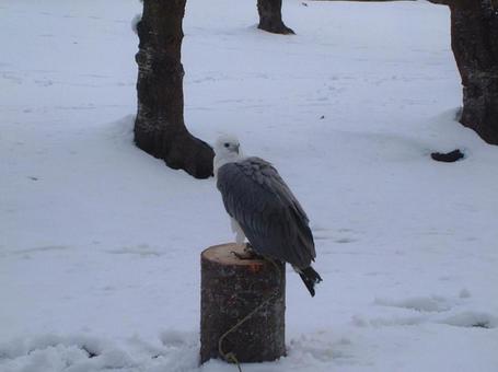 鳥 鳥の写真