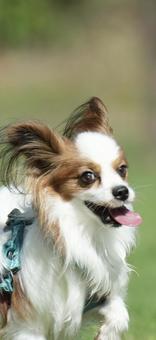 パピヨンの写真