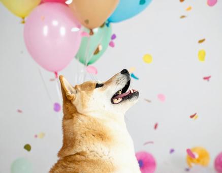 うれしい柴犬 うれしい柴犬の写真