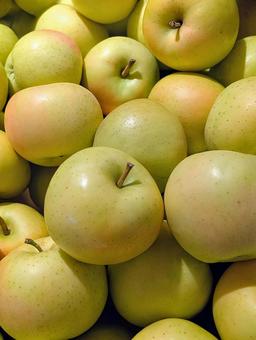 トキりんご 山盛り② トキりんご 山盛り② りんご,リンゴ,林檎の写真素材