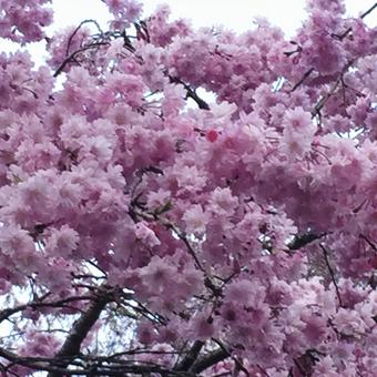 桜  01 桜  01の写真