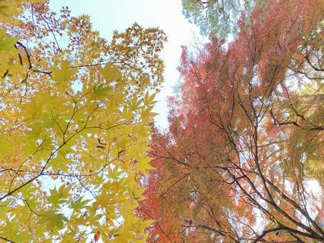 紅葉 紅葉 紅葉,もみじ,葉っぱの写真素材