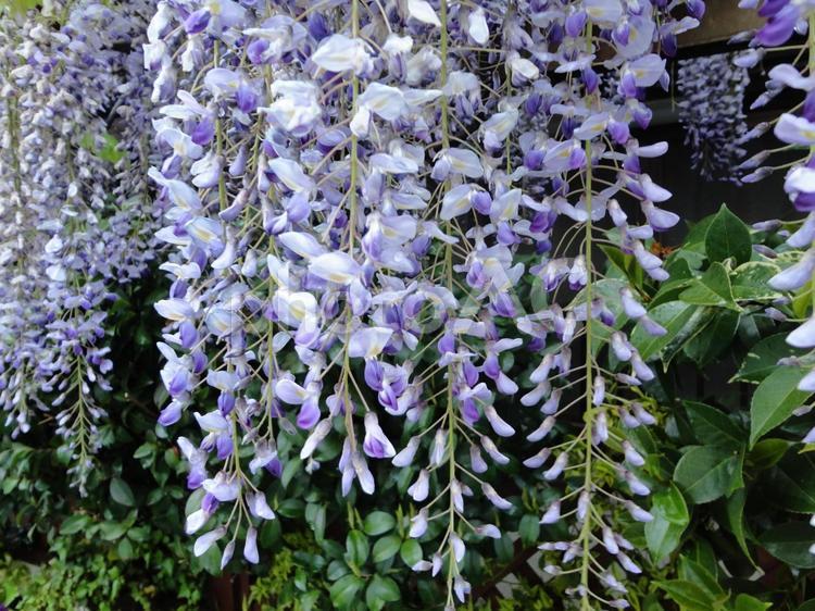 風にゆれる紫のしらべ｜藤の花咲くころ 春,初夏,薄紫色の写真素材