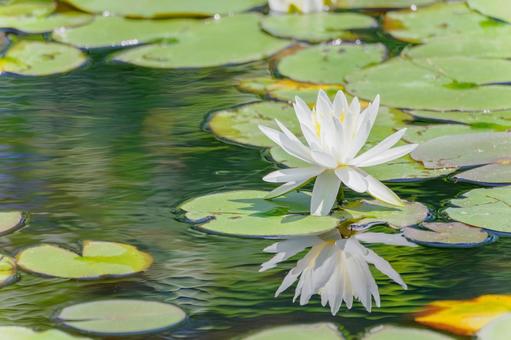 Photo, early summer, flower, water lily, 