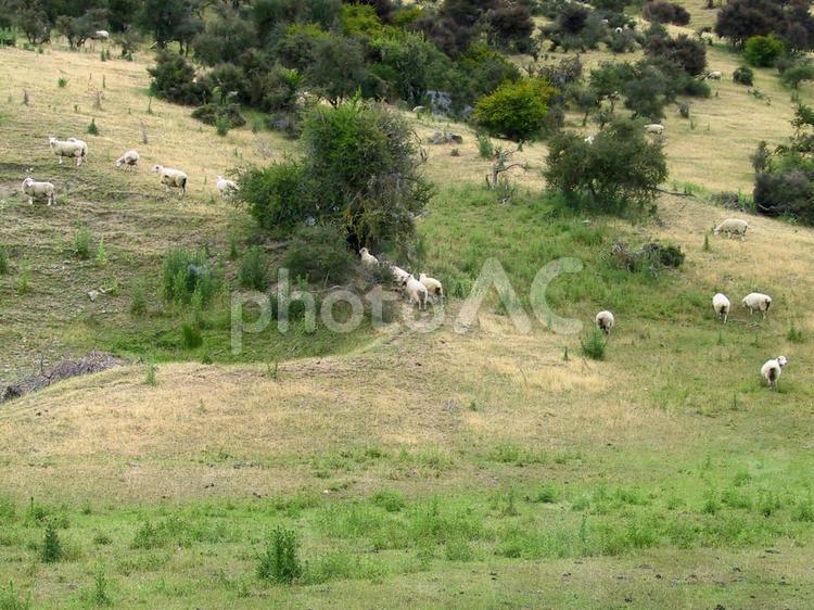 ワナカ地区　牧場家庭　羊 ニュージーランド,ワナカ地区,牧場家庭の写真素材