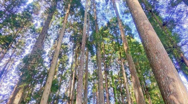 雑木林の木漏れ日「2」 木,杉,檜の写真素材