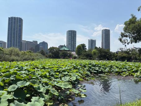 上野恩賜公園　不忍池 上野公園,上野恩賜公園,不忍池の写真素材