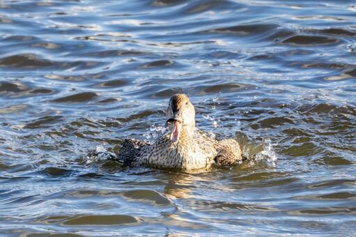 オナガガモの水浴び⑻ カモ,オナガガモ,メスの写真素材