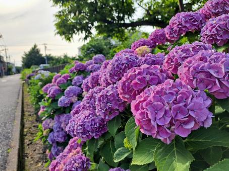 あじさい あじさい,紫陽花,アジサイの写真素材