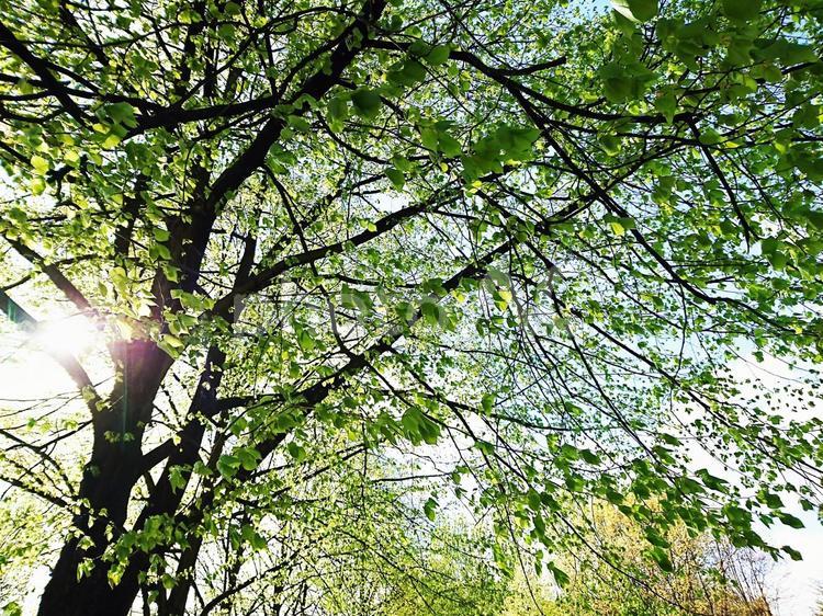 新緑の木々に差し込む光 2017 木,木の葉,グリーンの写真素材