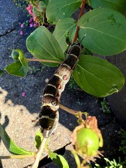 セスジスズメ(蛾)の幼虫 セスジスズメ(蛾)の幼虫 昆虫,幼虫,芋虫の写真素材