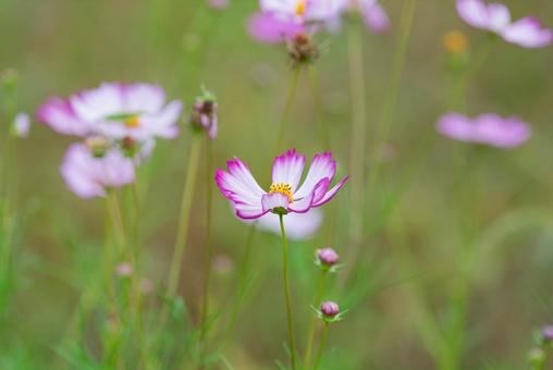 Beautiful pale pink cosmos, JPG