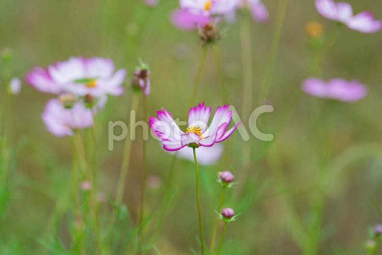 薄ピンク色の美しいコスモス コスモス,秋桜,草花の写真素材