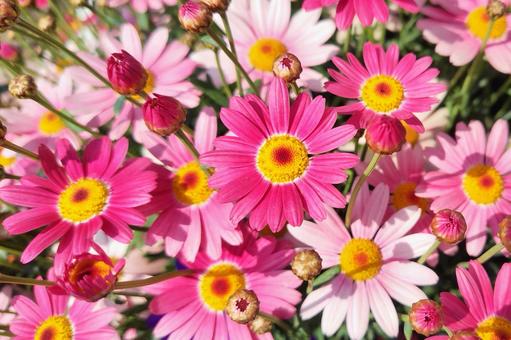 デイジーの花18 デイジーの花18の写真