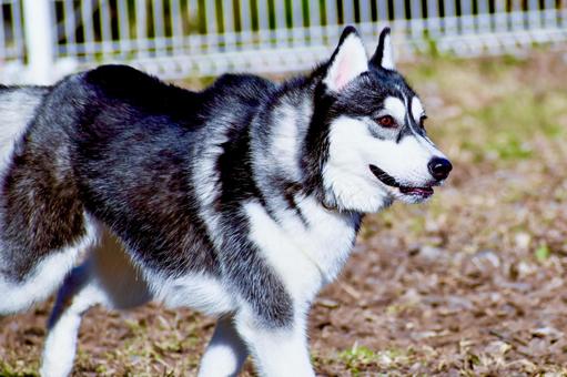 シベリアンハスキー シベリアンハスキー 犬,シベリアンハスキー,動物の写真素材