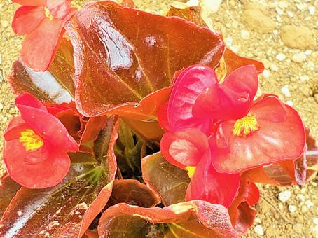 赤いお花の写真