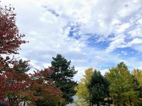 紅葉と青空 紅葉と青空の写真