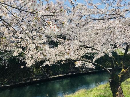 河川敷の桜 桜,花,植物の写真素材