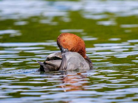 池を泳ぐホシハジロのオス ホシハジロ,鴨,野鳥の写真素材