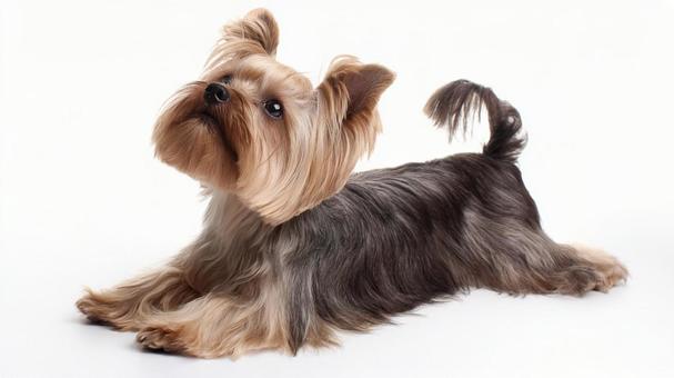 ヨークシャー・テリア4の写真