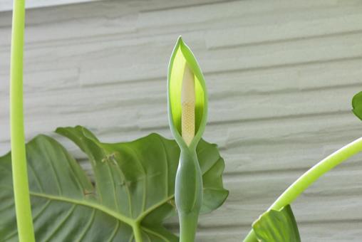 クワズイモの花2 クワズイモの花2の写真