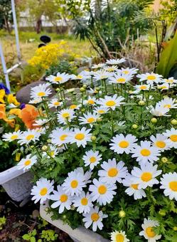 寒さに強いノースポール＊庭花 ノースポール,白い花,草花の写真素材